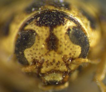 Media type: image;   Entomology 8407 Aspect: head frontal view